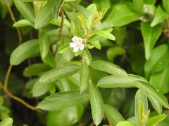 Helicteres angustifolia