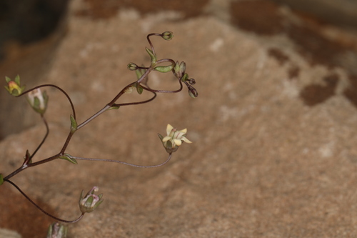 Image of Nemacladus inyoensis by (c) Steve Matson, some rights reserved (CC BY)