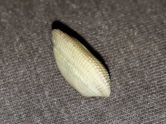 Barbatia