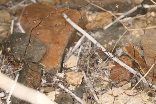 Image of Nemacladus inyoensis by (c) Steve Matson, some rights reserved (CC BY)