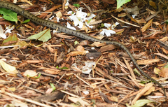 Cubophis caymanus
