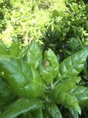 Callirhytis perfoveata