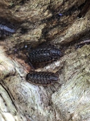 Philoscia muscorum