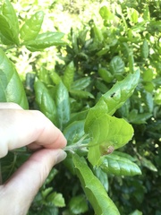 Callirhytis perfoveata