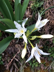 Pancratium illyricum