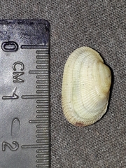 Barbatia