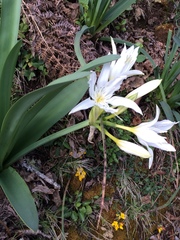 Pancratium illyricum