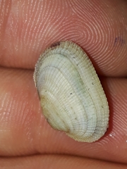 Barbatia