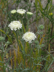 Chaenactis stevioides