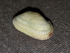 Barbatia