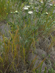 Chaenactis stevioides