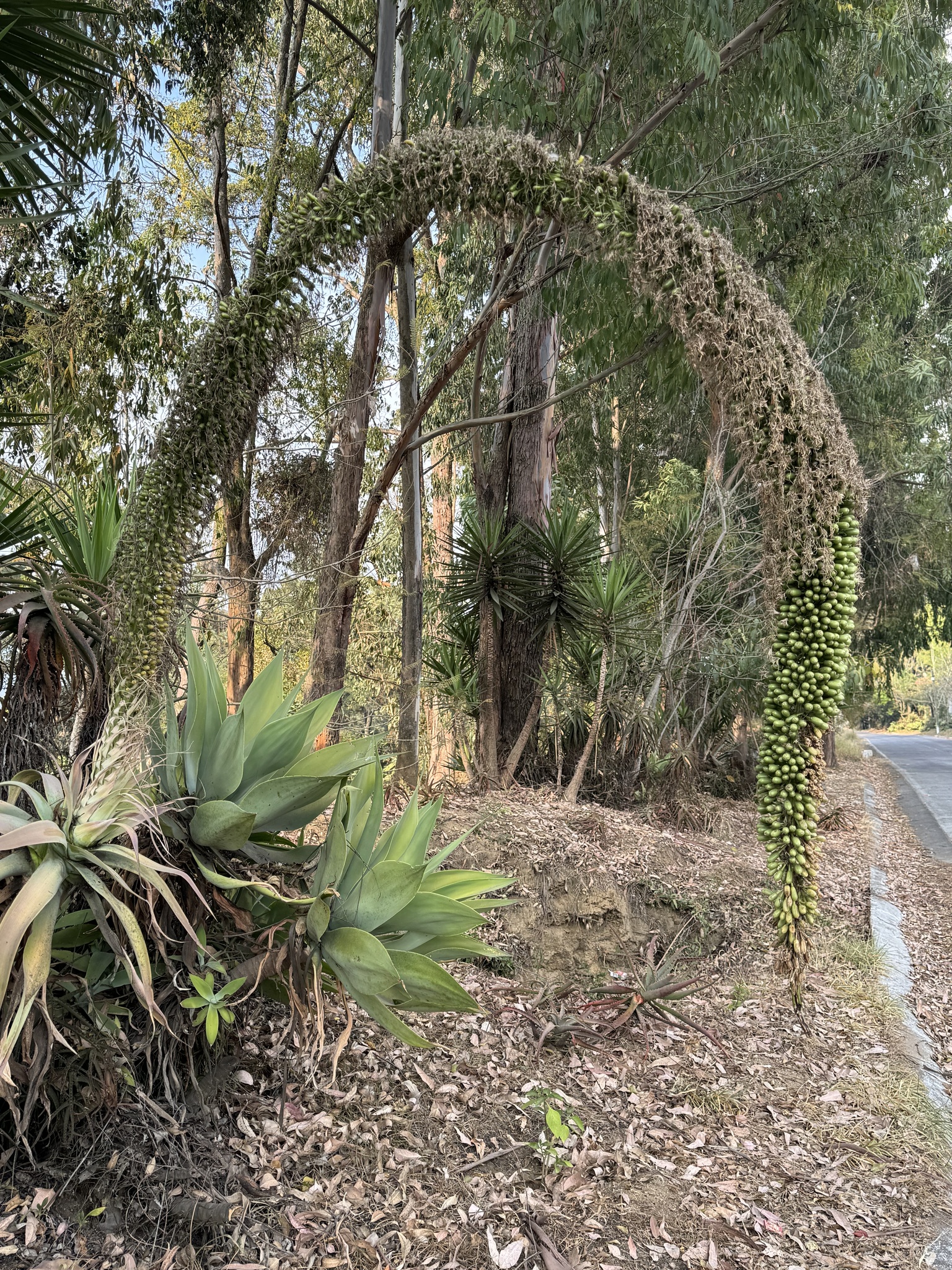 Agave-dragão
