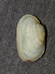 Barbatia
