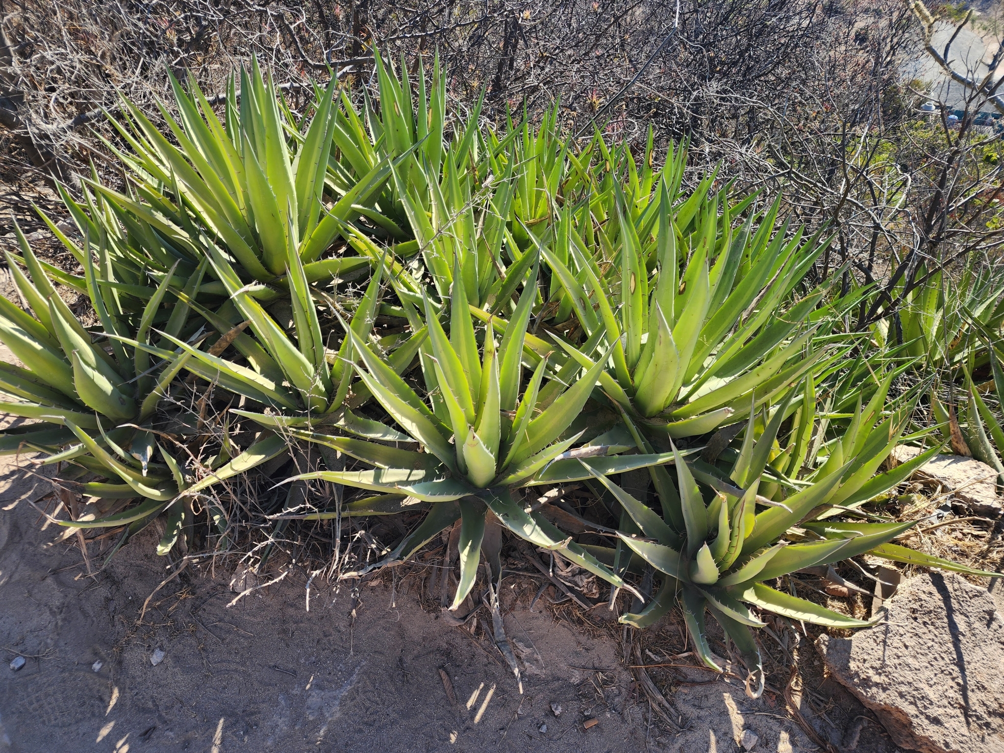 Agave angustiarum Trel. 6