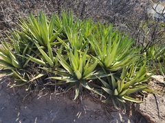 Agave angustiarum