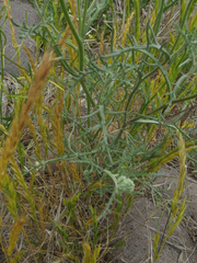 Chaenactis stevioides