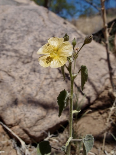 Image of Anoda abutiloides by (c) Sue Carnahan, some rights reserved (CC BY)