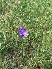 Dipterostemon capitatus