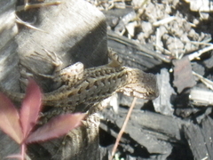 Sceloporus occidentalis