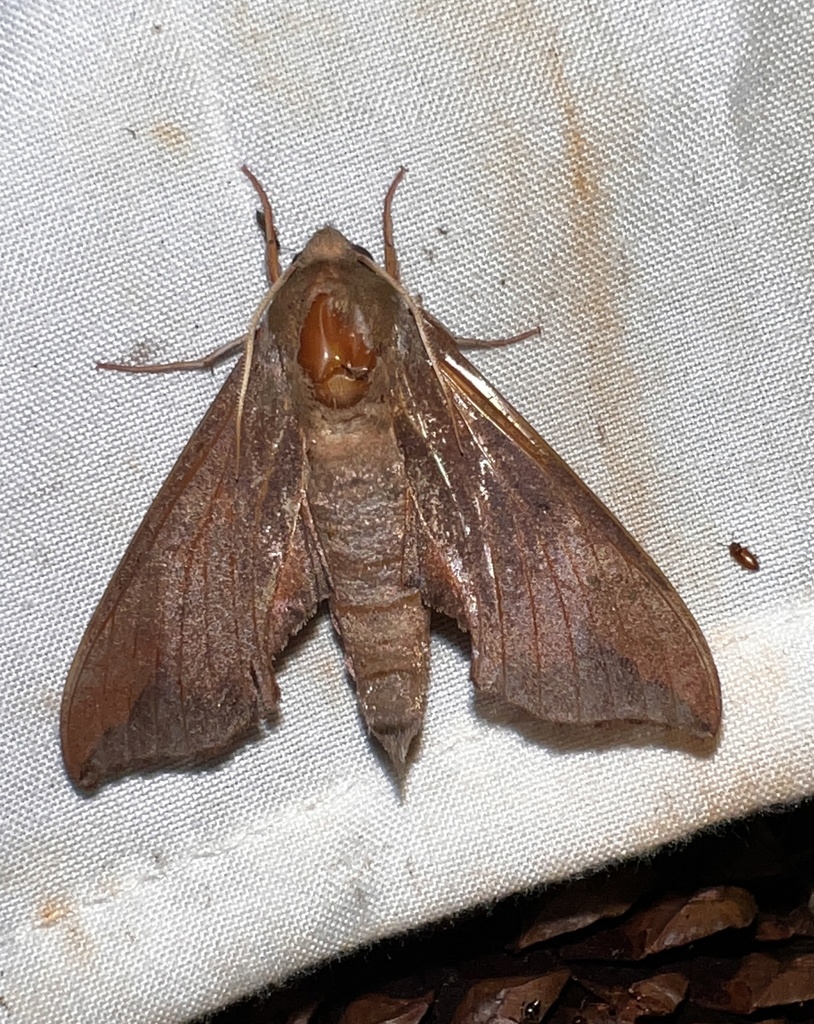 Virginia Creeper Sphinx from Chilatchee Park, Alberta, AL, US on August