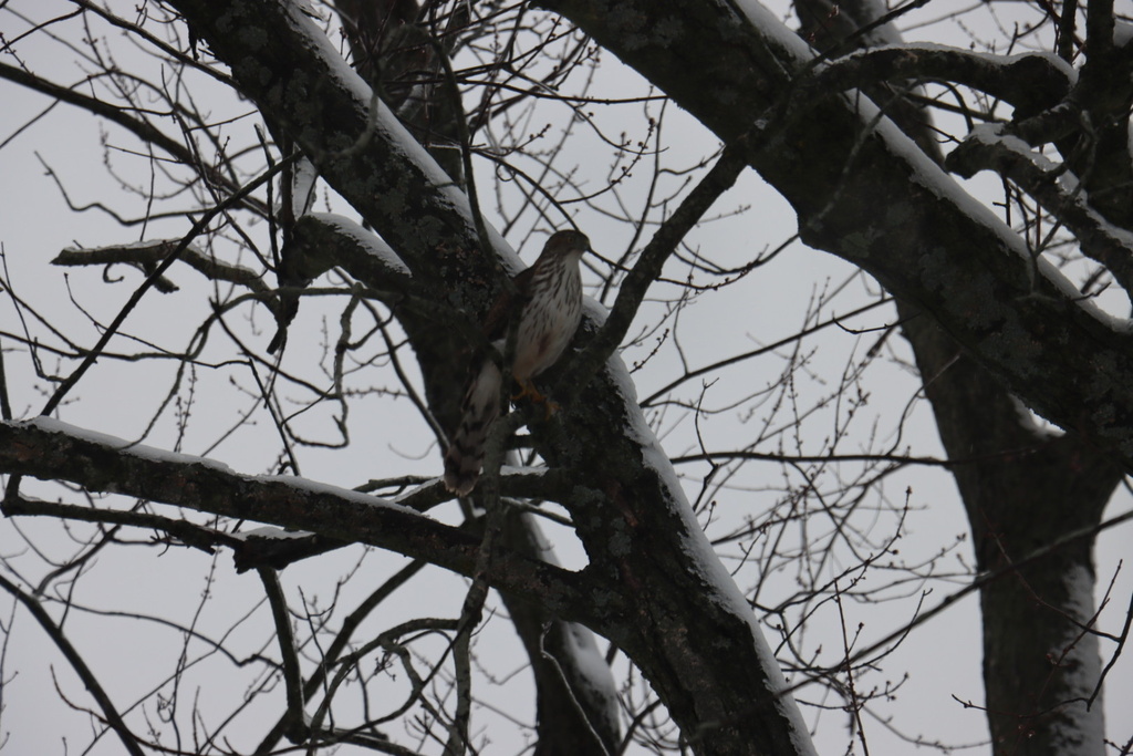 Cooper's Hawk from Hawthorne Ave, Kingston, ON, CA on January 25, 2024