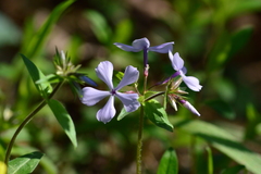 Phlox divaricata laphamii