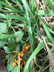 Sphictostethus gravesii