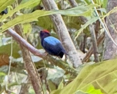 Chiroxiphia lanceolata image