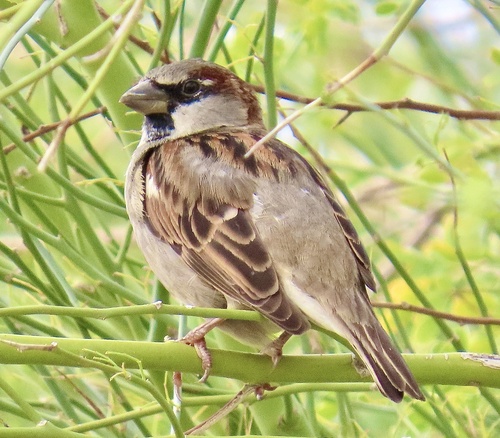 House Sparrow photographed in California
