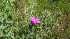 Cistus crispus