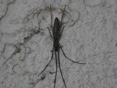 Tetragnatha