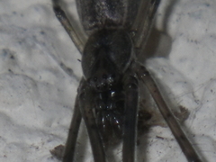 Tetragnatha