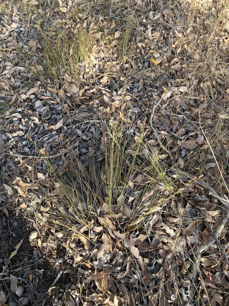 Tricostularia neesii