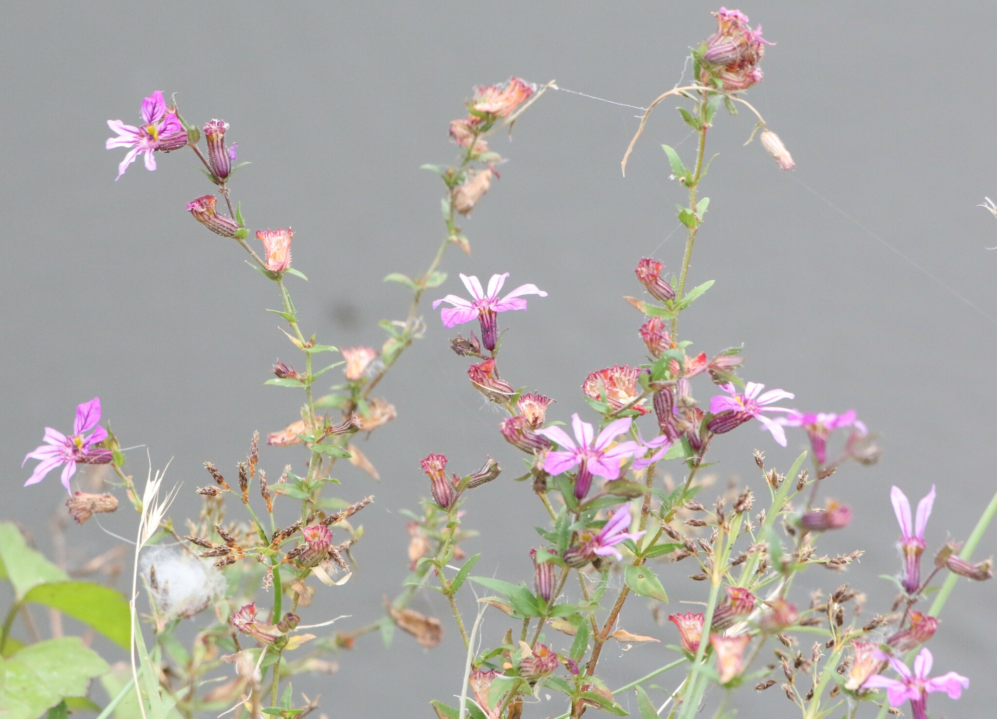 Cuphea glutinosa