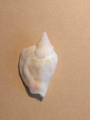 Ministrombus variabilis