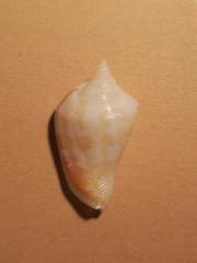 Neodilatilabrum marginatum