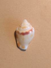 Maculastrombus maculatus