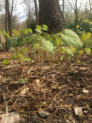 Epimedium × rubrum