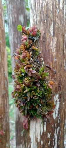 Acianthera bragae