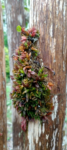 Acianthera bragae, photograph 2