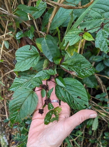 Image of Melochia nodiflora by (c) Tom and T Herman, some rights reserved (CC BY)