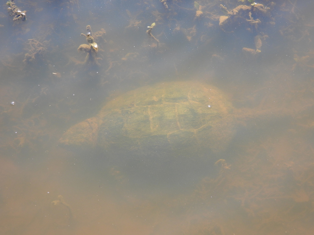 Common Snapping Turtle in March 2021 by diomedea_exulans_li · iNaturalist