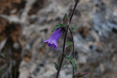 Campanula lyrata