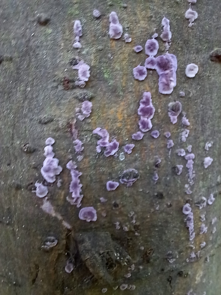 Chondrostereum purpureum · June 2022 · photo: © cat_delmar (iNaturalist, CC)