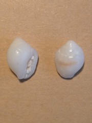Euplica turturina