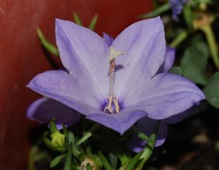 Campanula isophylla