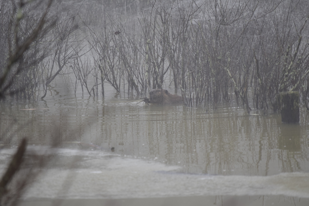 American Beaver From Hocking County OH USA On January 25 2024 At 04   Large 