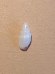 Graphicomassa ligula