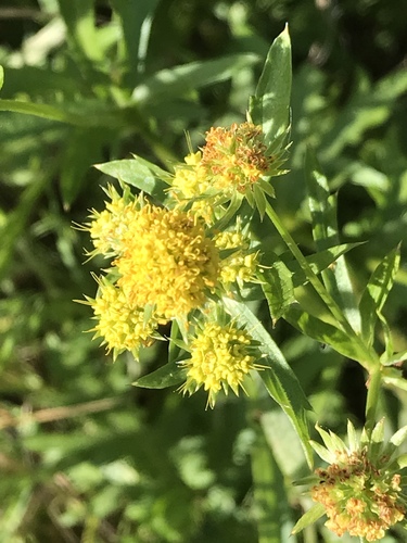iNaturalist observation photo of sanicles