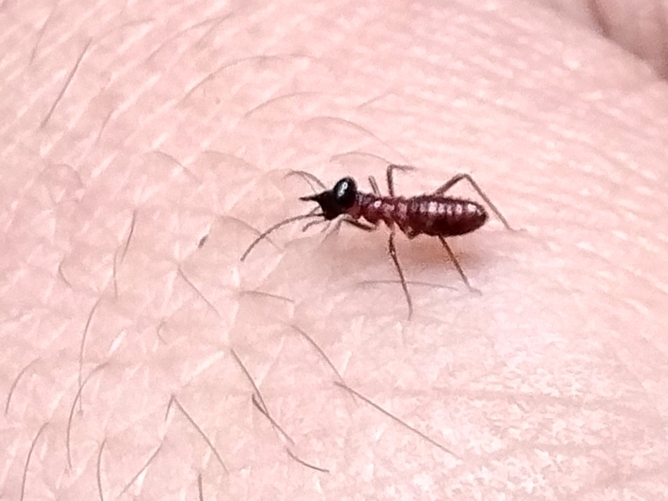 Constrictotermes rupestris
